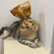にゃんこ先生の画像