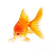 goldfishの画像