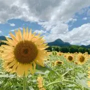 よちの画像