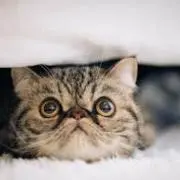 くまの画像