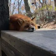 IRYSの画像