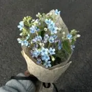 ぽんきちの画像