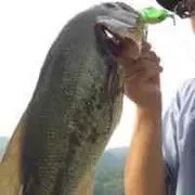 vul