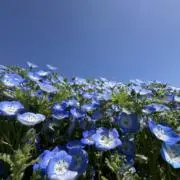 かわてぃの画像