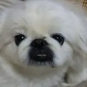 たなちゅーの画像