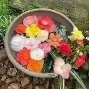 HAYATの画像