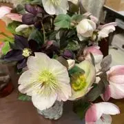 みきんこ