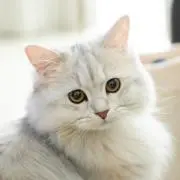 MEGUの画像