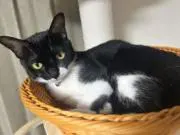 ネコ助の画像