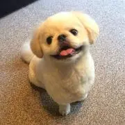 やすべーの画像