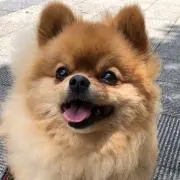 Simba