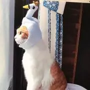 kaoの画像