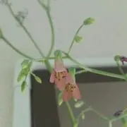 ぱーこ☆