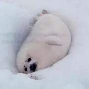 ナカ