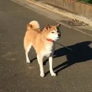 まな