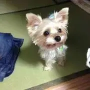 いずみの画像