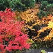 わたまま※発送まで4〜7日の画像