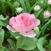 にこ☆の画像