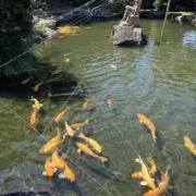 シャビの画像
