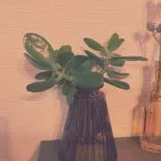ごろくま☆の画像