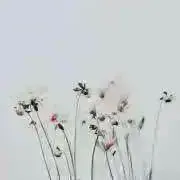 菜の画像