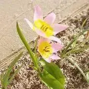 の❀無言希望※12/29まで翌日内発送中の画像