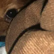えふ