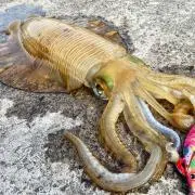 ショアエギング引退(転売目的購入不可)の画像