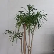 よん☆