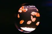 おやゆびの画像