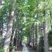 yuipoyonの画像