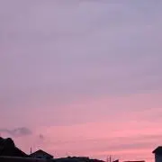 かえでの画像