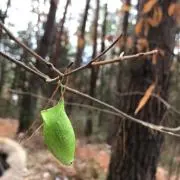 さとの画像