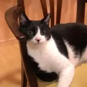 koma