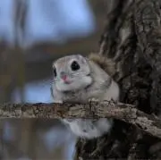 モモンガの画像