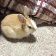 ほあき★