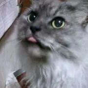 にゃんこ
