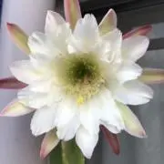 いんどかりぃの画像