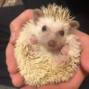 もりお