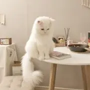 ぽぽꪔ ̤̮‪ プロフ必読の画像