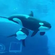 ぱおんの画像