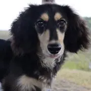 桐