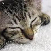 とら猫チャム