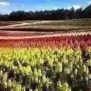 えみの画像