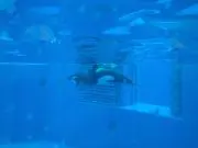 ARATAの画像