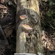 この画像