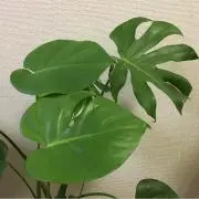 saṛīの画像