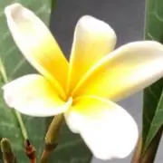creahoan☆プロフ読んで下さい☆の画像