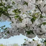 エリックサティの画像