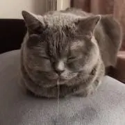 キャメル　個人セレクトショップの画像